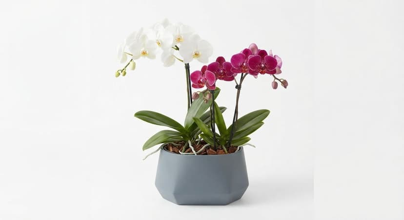 Imagen del producto Orquídeas (planta en maceta)