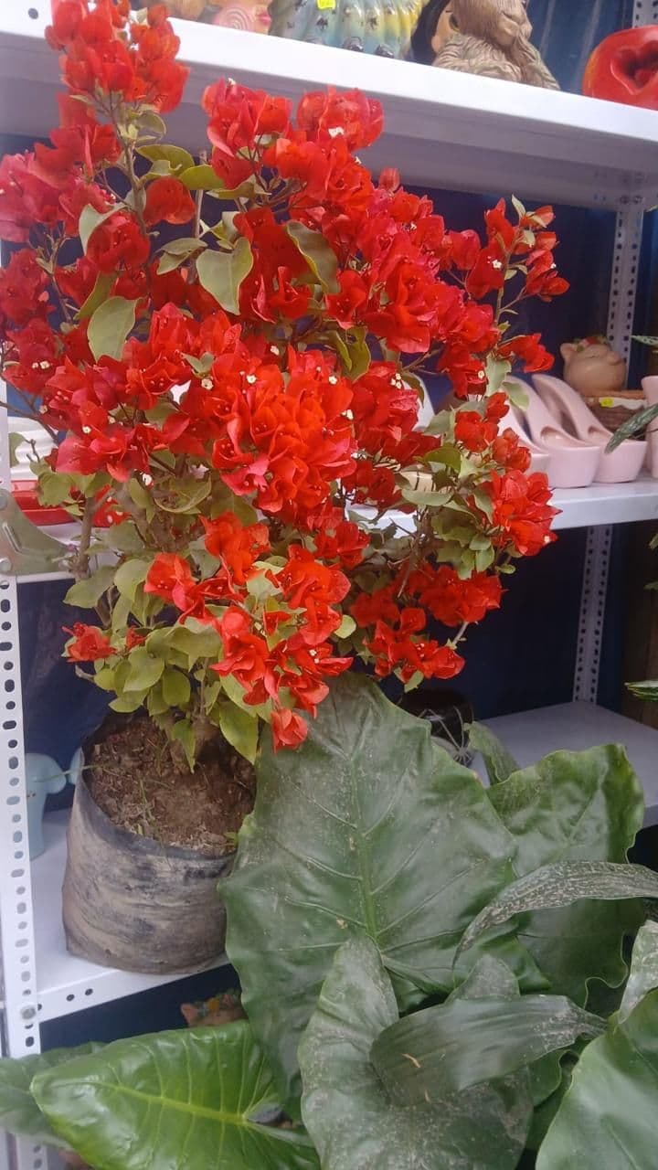 Imagen del producto Buganvilia roja (Enredadera) x 1.50m