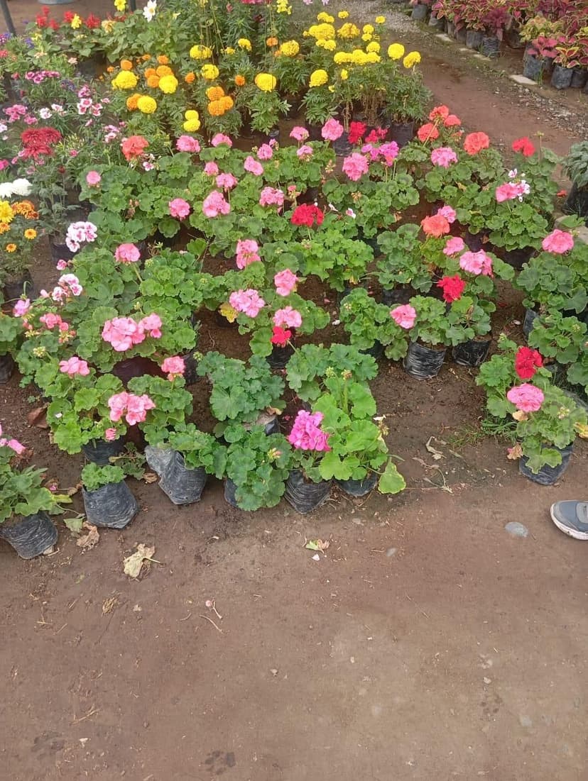 Imagen del producto Plantas ornamentales (variedad surtida)