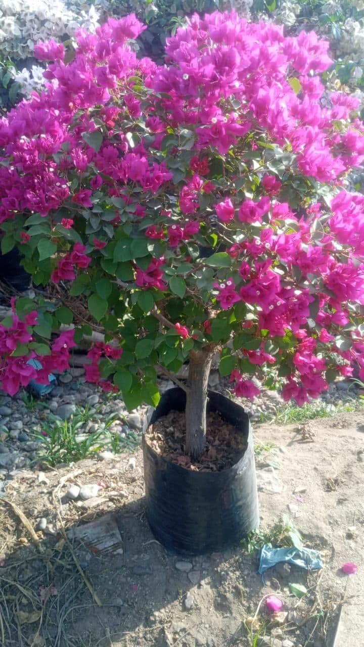 Imagen del producto Buganvilia fucsia (Enredadera) x 1.50m