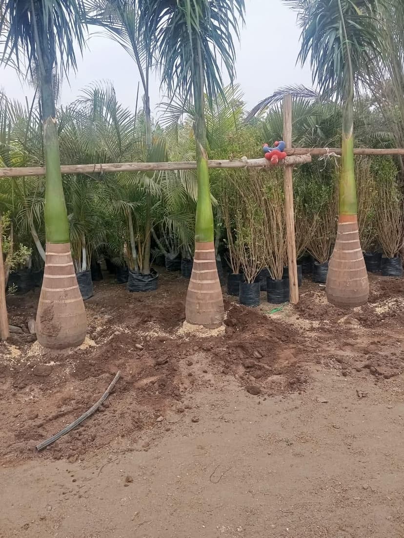 Imagen del producto Palmera botella (Beaucarnea) 1m