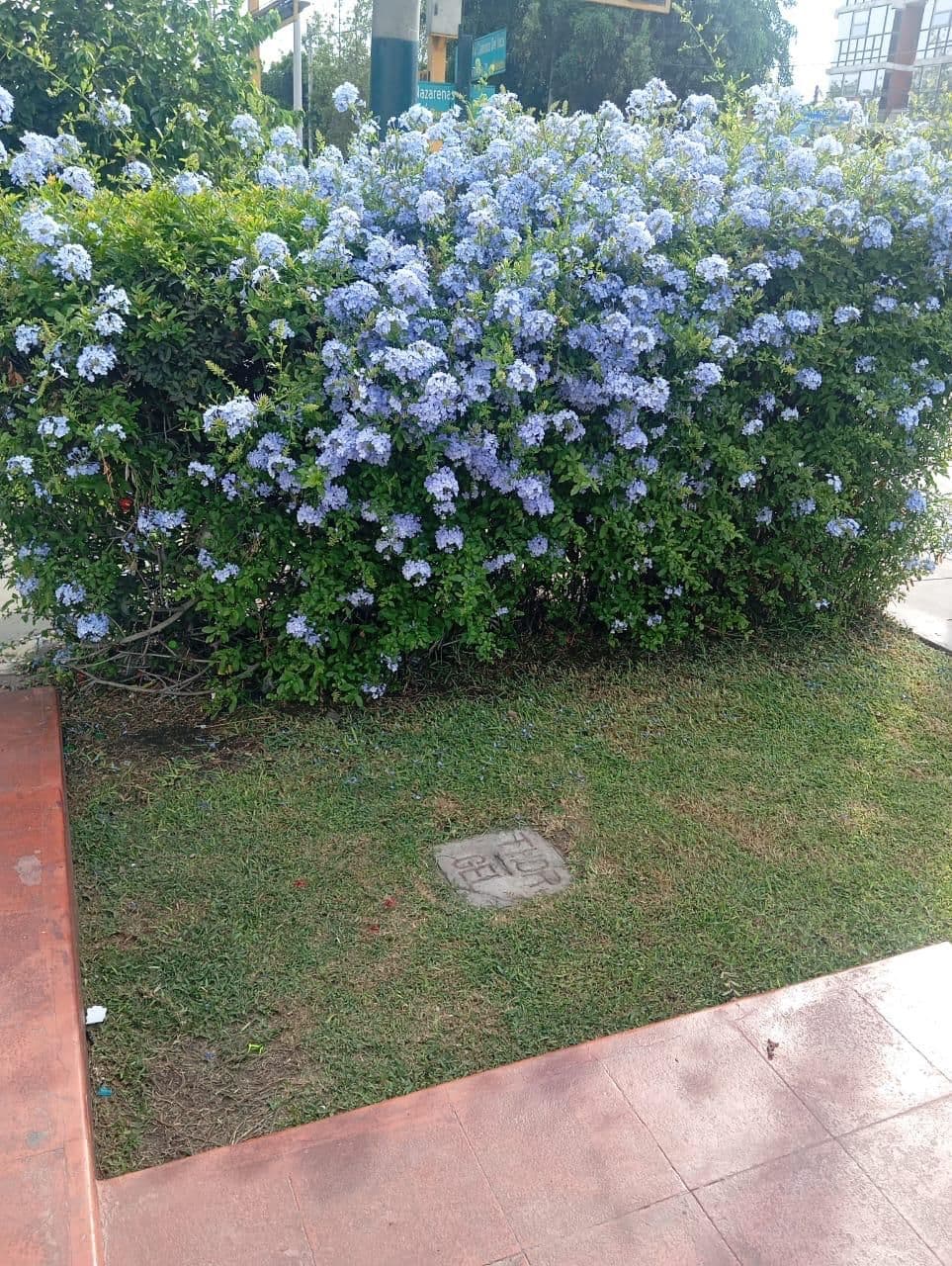 Plumbago (arbusto)