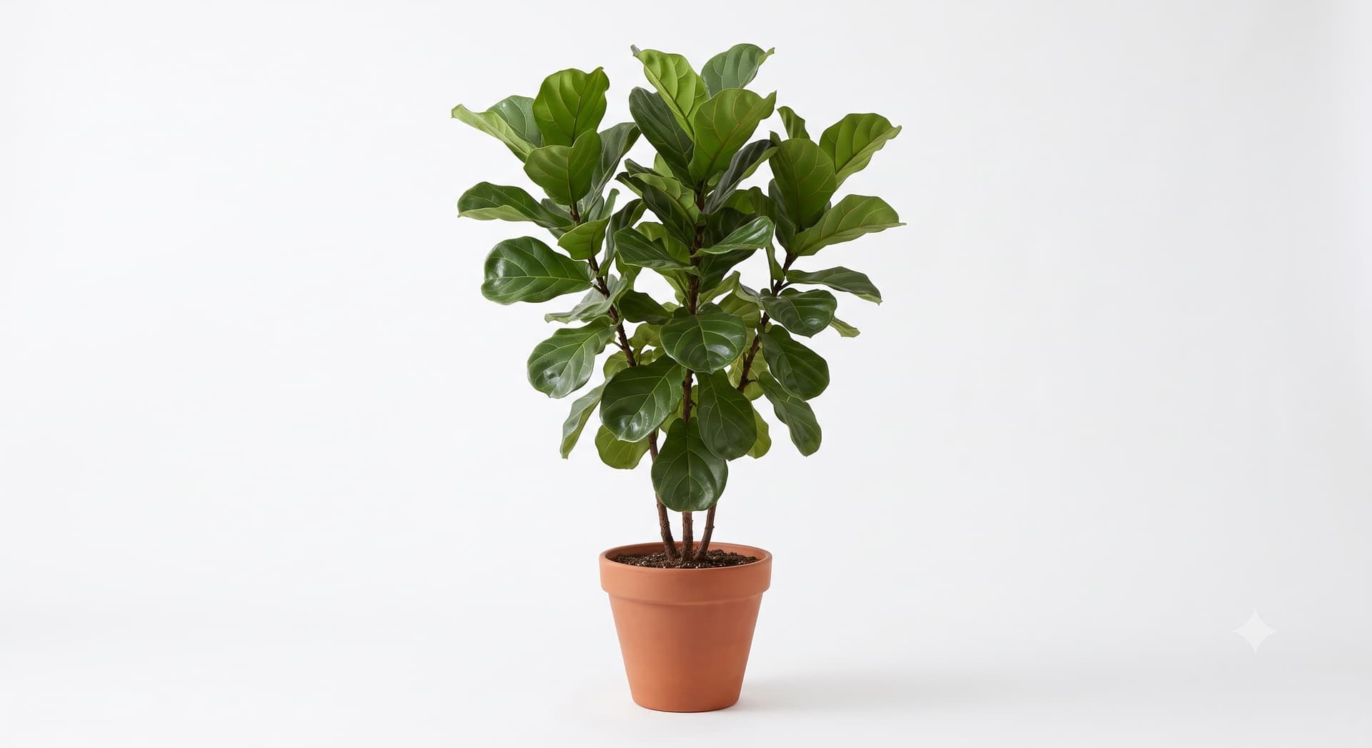 Ficus Lyrata